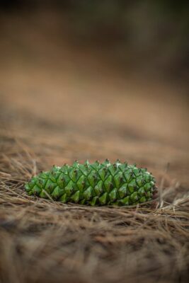 food wood summer grass