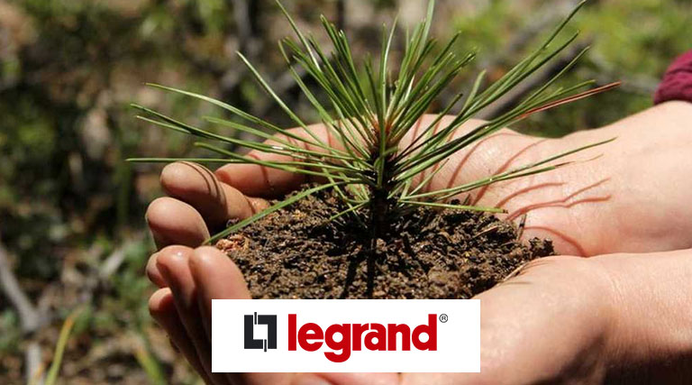 Группа Legrand восстанавливает погибший от пожара лес в Московской области
